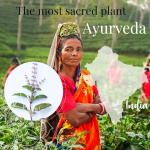 Organic Tulsi Tea - Dried Holy Basil Leaves