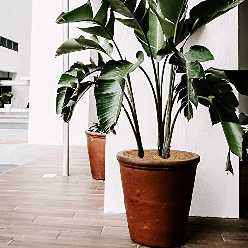 ZeeDix 3 Pcs Coconut Fiber Tree Ring Mats