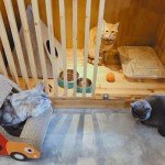 Eco-Friendly Disposable Litter Box for Cats and Small Pets