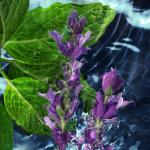 Lacoste L.12.12 Jaune Optimistic Eau de Toilette