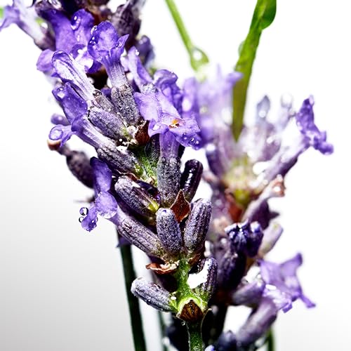 Lacoste L.12.12 Jaune Optimistic Eau de Toilette