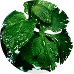 Lacoste L.12.12 Jaune Optimistic Eau de Toilette