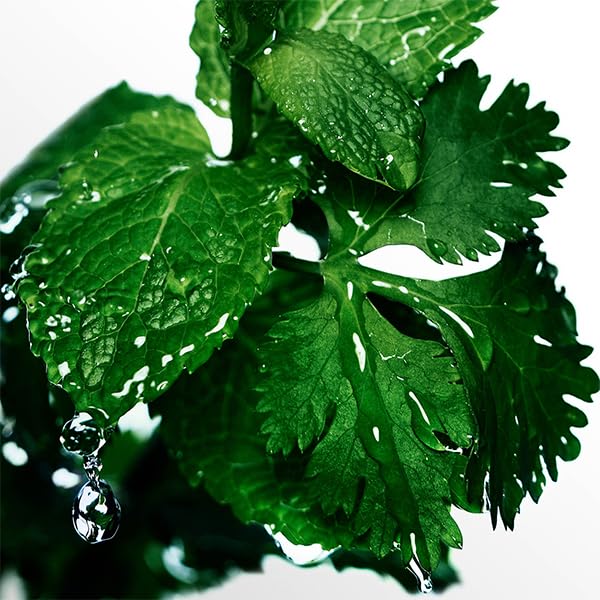 Davidoff Cool Water Men's EDT Spray 6.7 oz