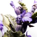 Davidoff Cool Water Men's EDT Spray 6.7 oz