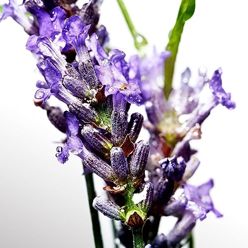 Davidoff Cool Water Men's Eau de Toilette 6.7 oz