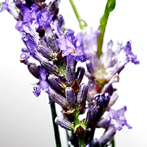 Davidoff Cool Water After Shave Balm 100ml