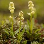 Speick After Shave Balm for Sensitive Skin