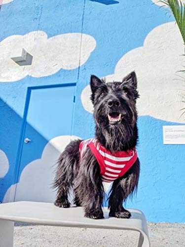 Parisian Pet Turtle Design Tee for XS Dog