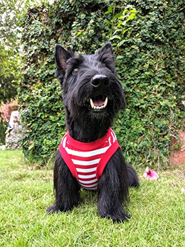 Parisian Pet Turtle Design Tee for XS Dog