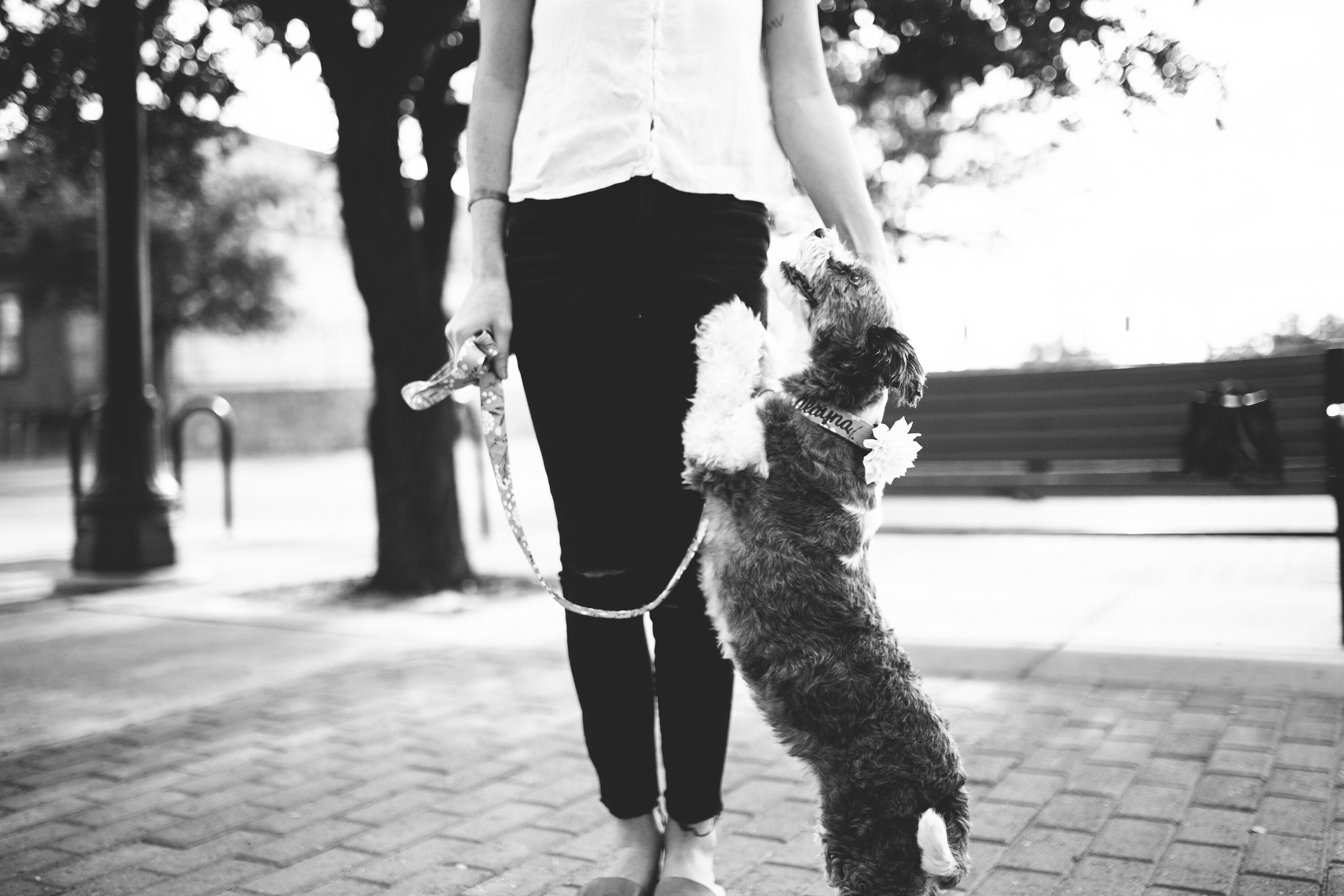 Personalized Camo Dog Collar with Engraved Buckle
