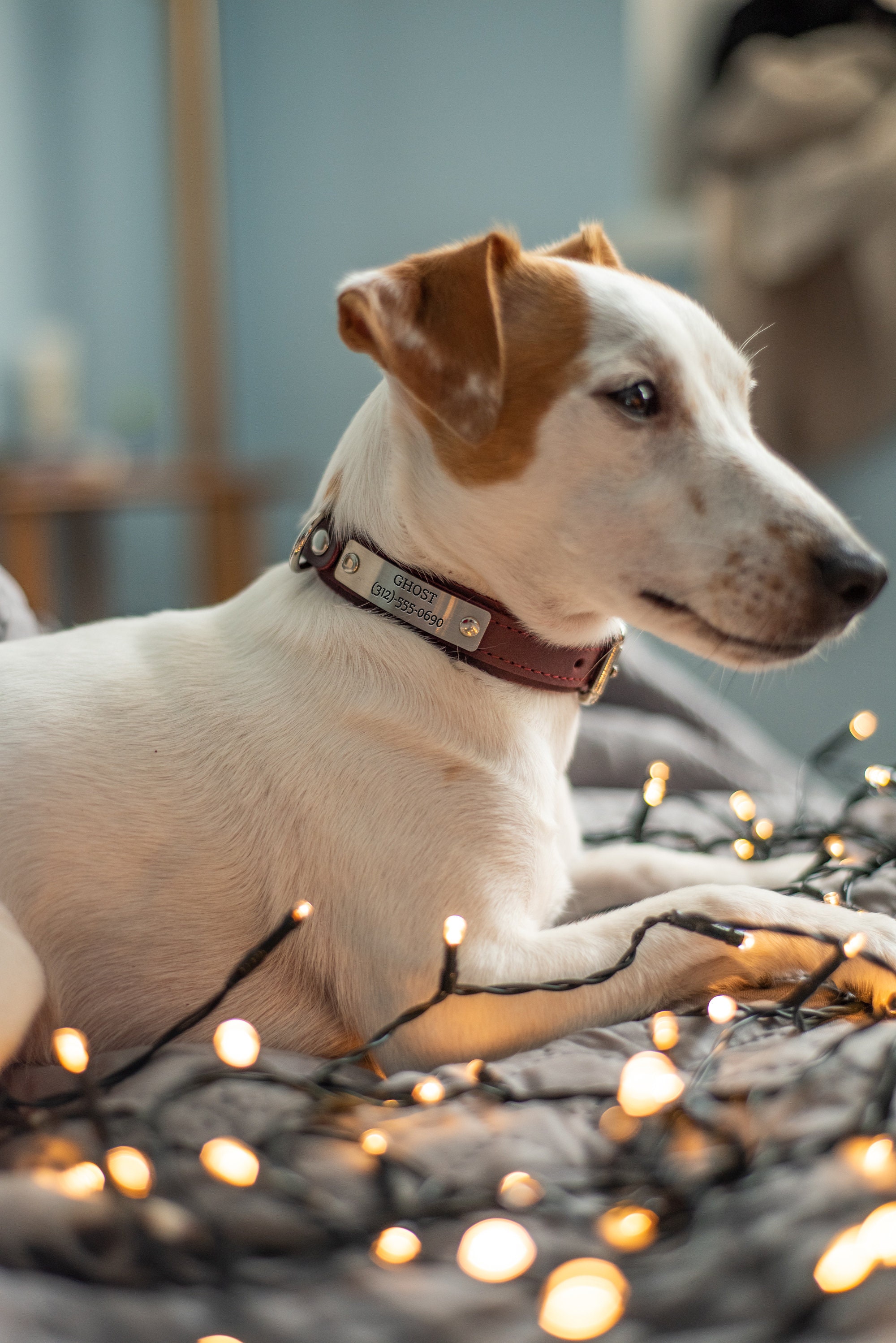 Personalized Leather Dog Collar, Engraved Dog Collar, Custom Dog Collar with Name Plate, Leather Dog Collar