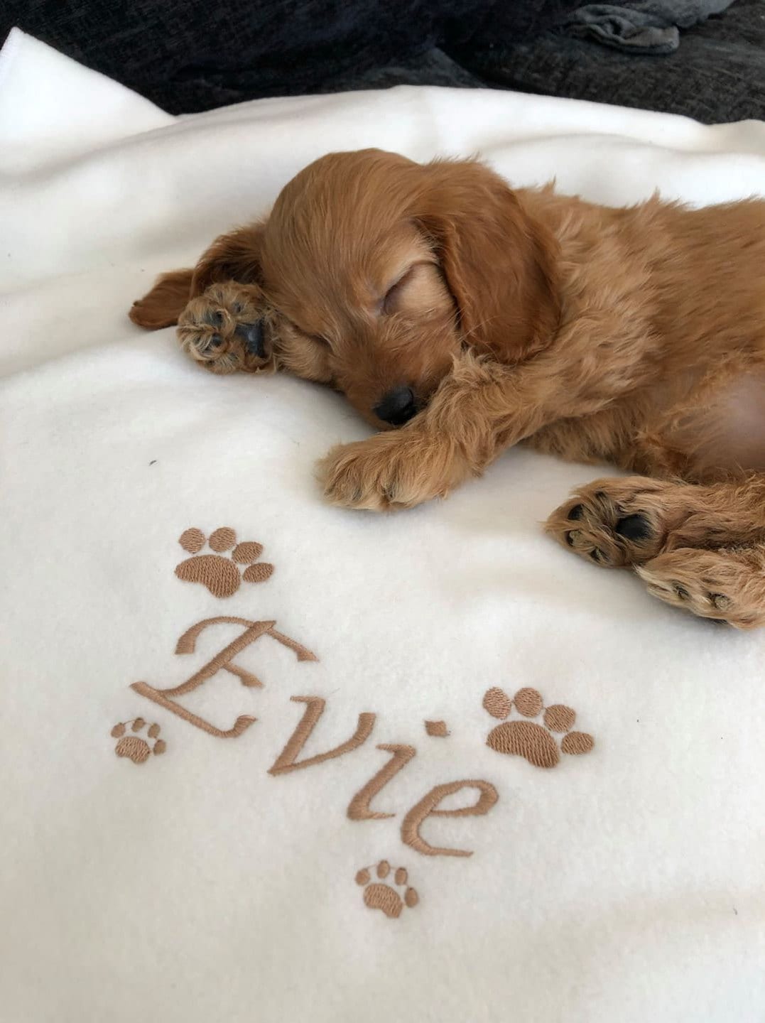 Customized Dog Blanket