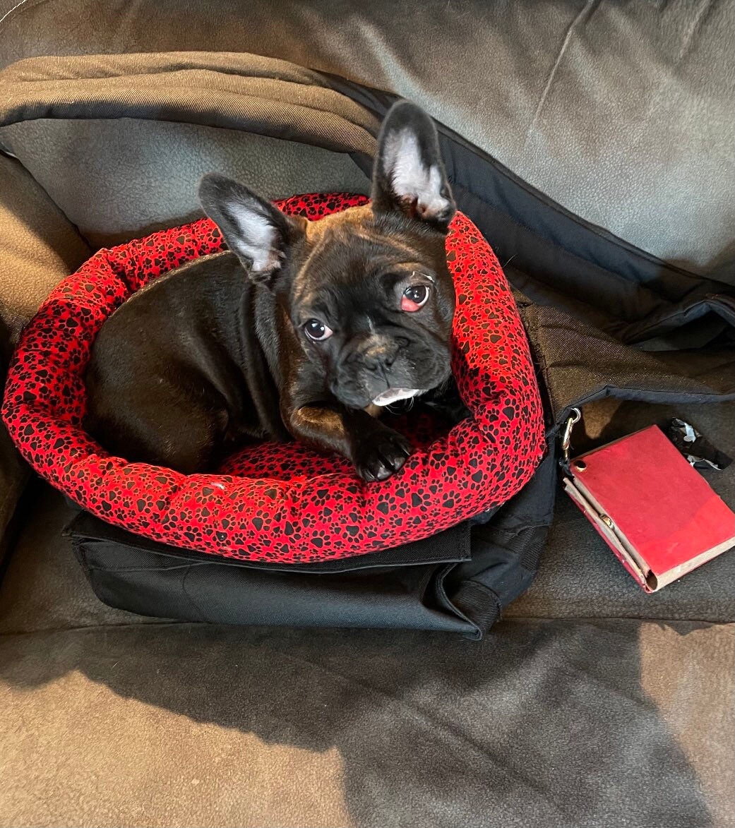 Personalized pet carrier bag design service available!