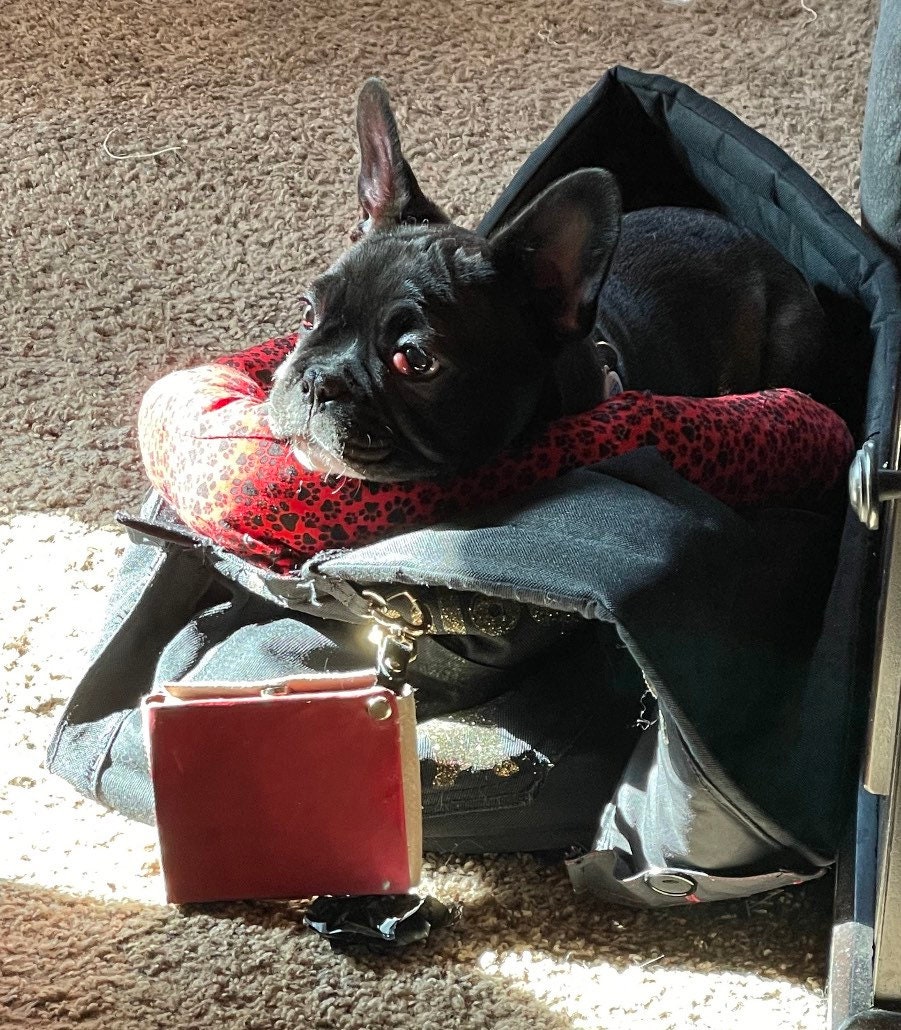 Personalized pet carrier bag design service available!