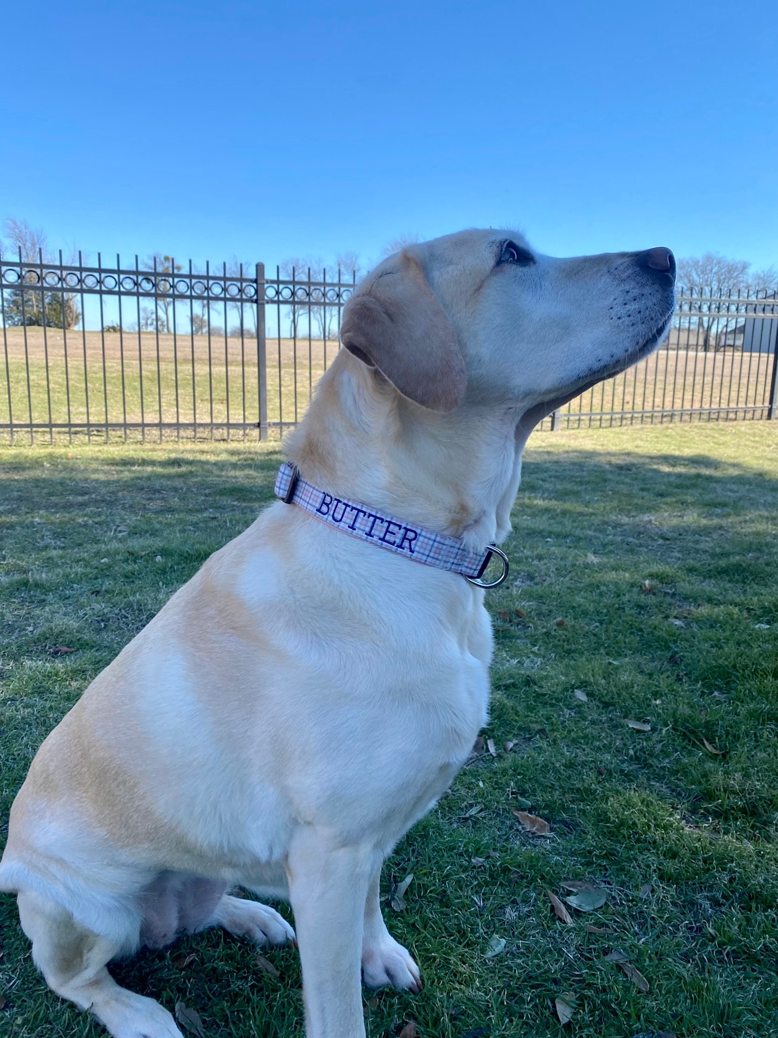 Personalized Embroidered Dog Collars - Custom Camo Designs