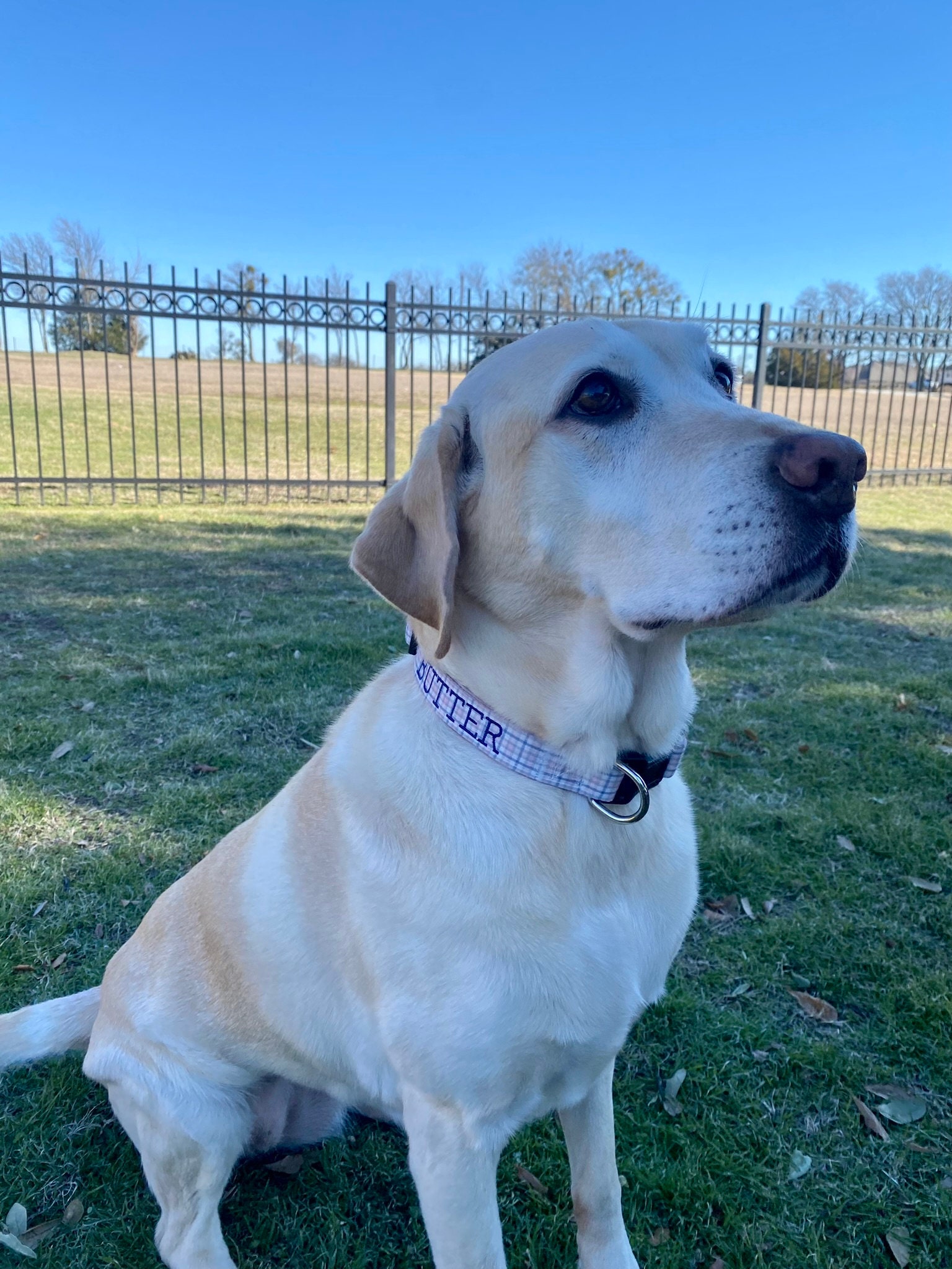 Personalized Embroidered Dog Collars - Custom Camo Designs