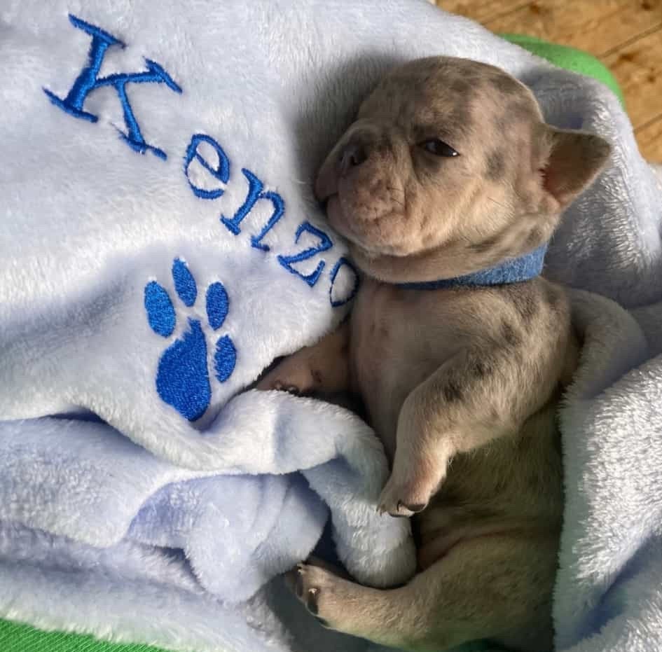 Custom embroidered pet blanket with paw print and name
