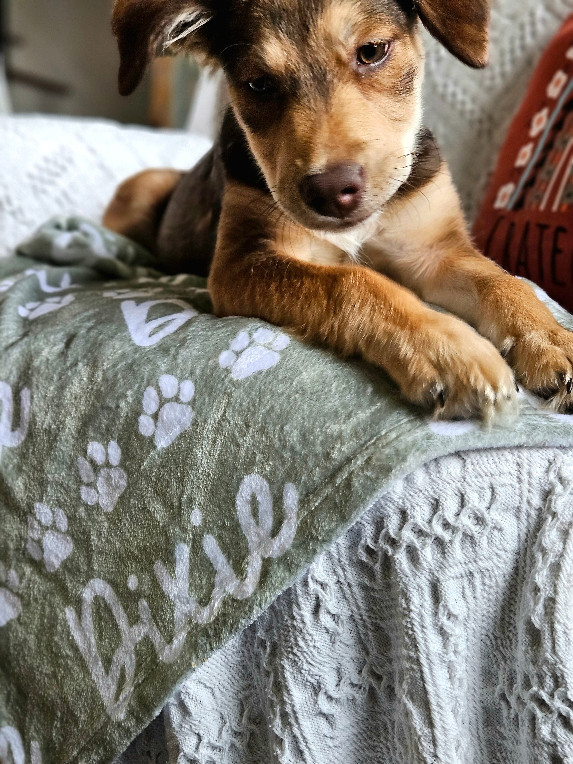 Custom Dog Name Plush Blanket - Perfect Gift