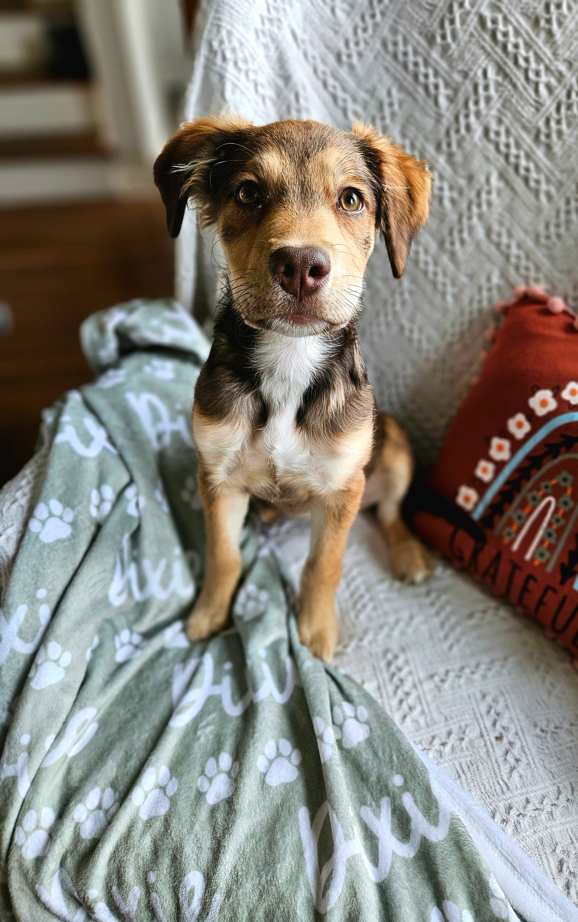 Custom Dog Name Plush Blanket - Perfect Gift
