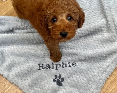 Custom embroidered pet blanket with paw print and name
