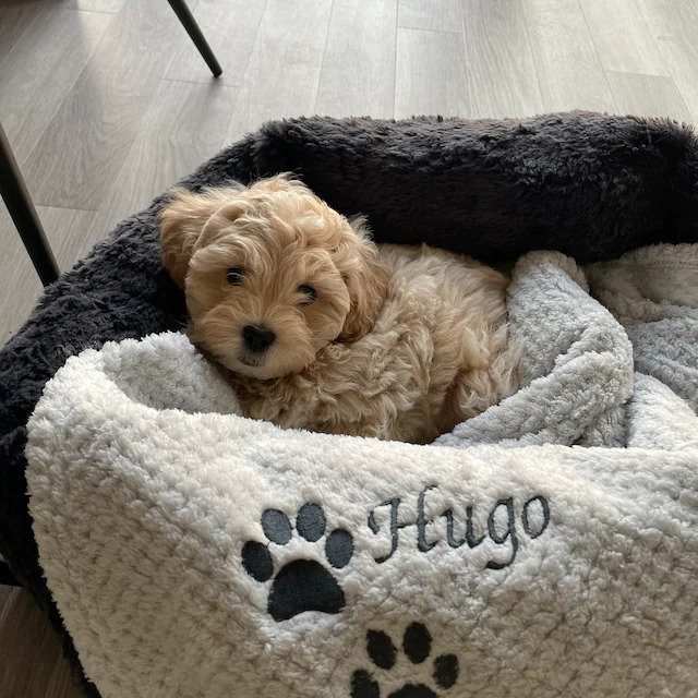 Custom embroidered pet waffle blanket for dogs/cats