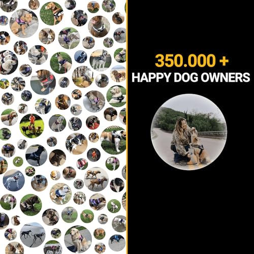 Blue Personalized No Pull Dog Harness with Name Patches