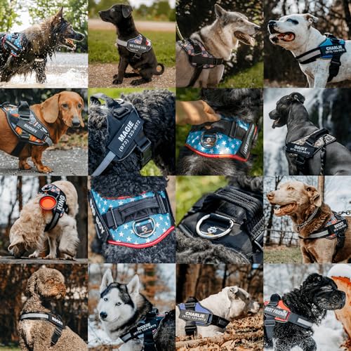 Blue Personalized No Pull Dog Harness with Name Patches