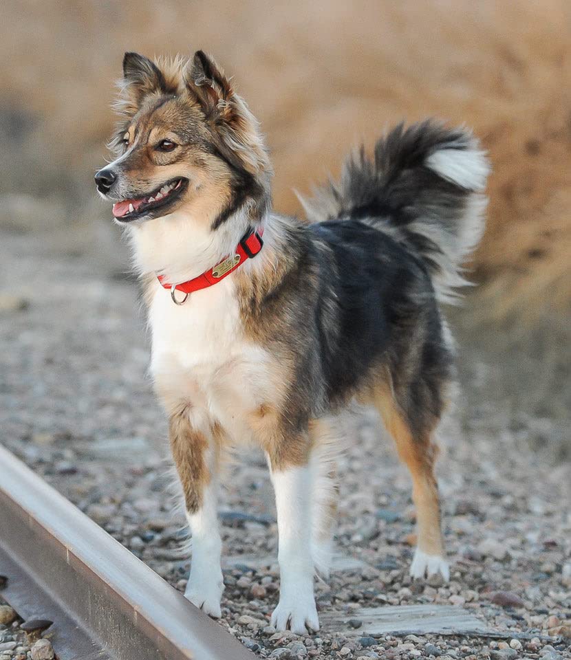 Large Rivet-On Personalized Dog ID Tag in Stainless Steel