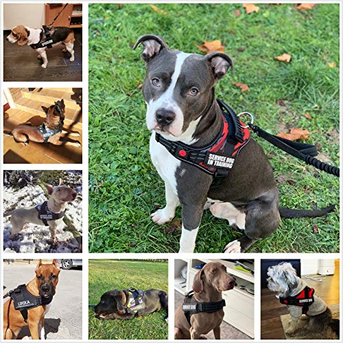 Personalized Dog Name Patch for Harness Vest Collar