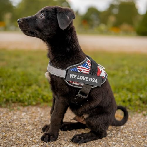 Blue Personalized No Pull Dog Harness with Name Patches