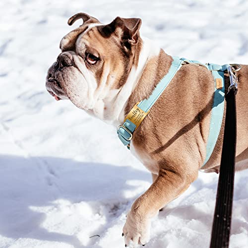 Engraved Silent Pet ID Tags - Customizable Stainless Steel