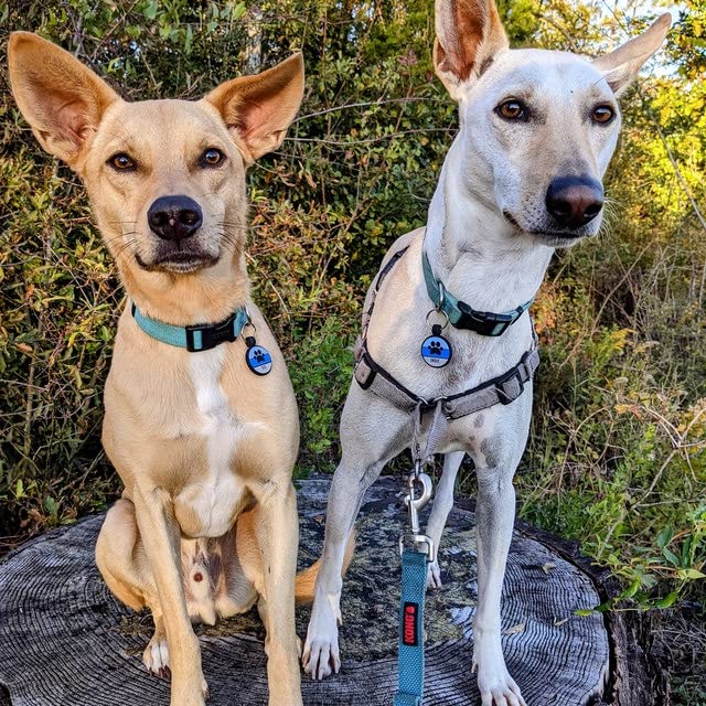 Soundless Custom Engraved Pet ID Tag - Deeply Personalized