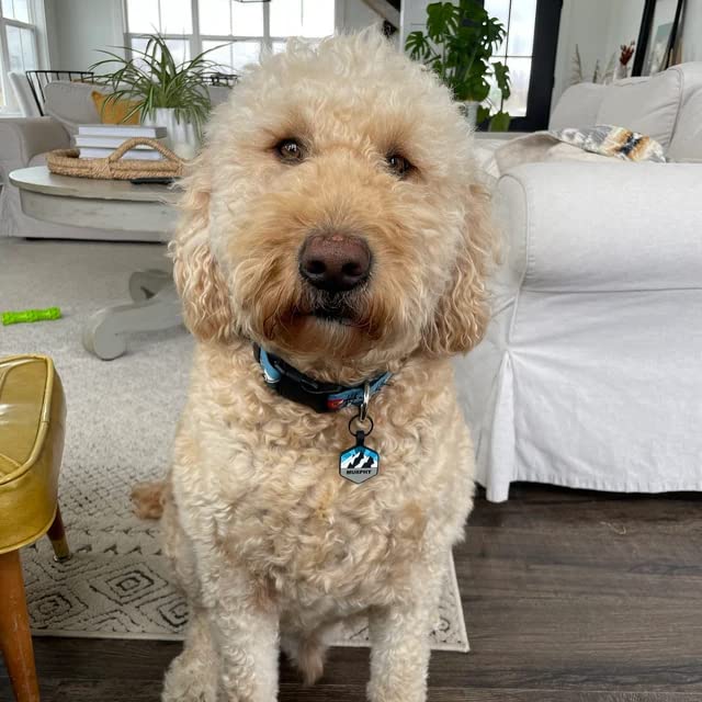 Forest Night Hexagon Silent Dog Tag - Custom Engraved