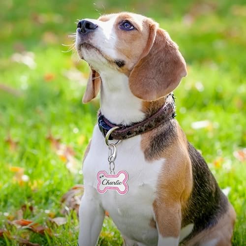 Glittery Stainless Steel Pet ID Tags, Personalized & Engraved