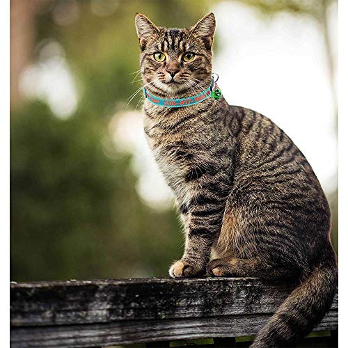 Personalized Embroidered Breakaway Cat Collar with Bell