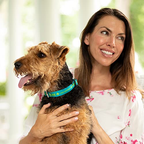 Custom Hi-Def Text & Art Dog Collar - 7 Sizes & 21 Colors