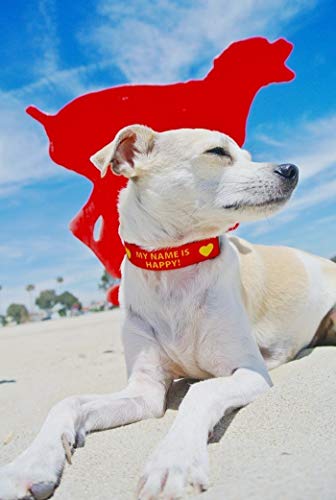 Custom Hi-Def Text & Art Dog Collar - 7 Sizes & 21 Colors