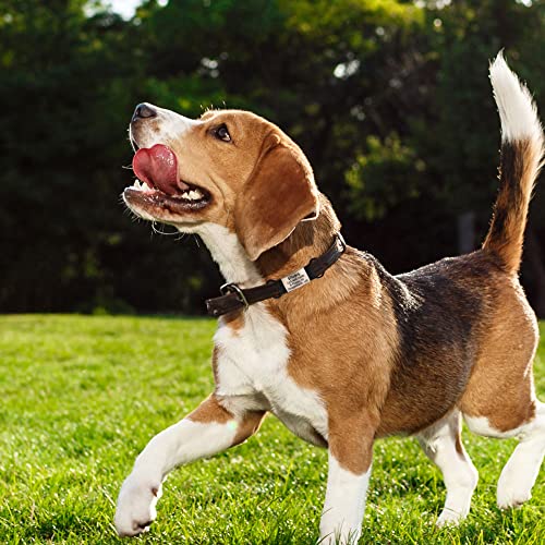 Personalized Slide-On Pet ID Tag - Fancy, Silent