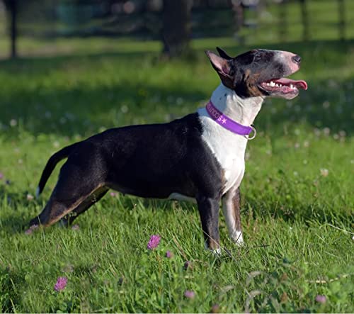 Taglory Custom Embroidered Reflective Dog Collar, Purple