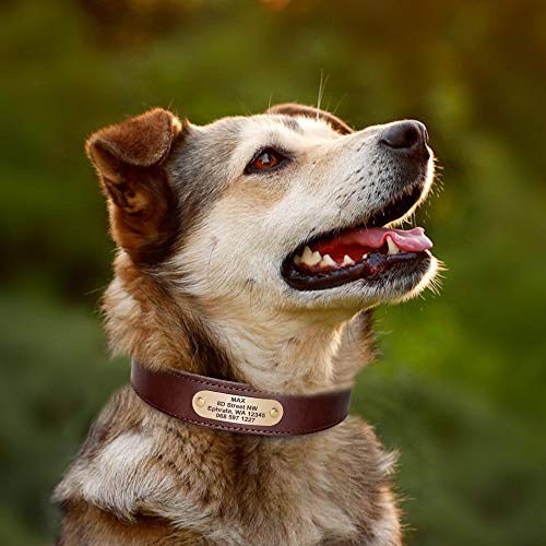 Custom Engraved Leather Dog Collar for Medium Large Dogs