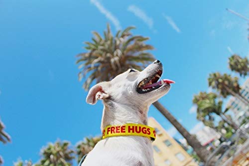 Custom Hi-Def Text & Art Dog Collar - 7 Sizes & 21 Colors