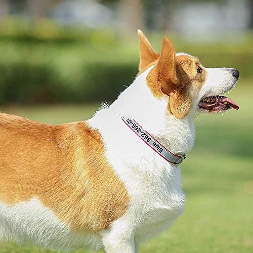 Personalized Embroidered ID Collar for Dogs: 4 Sizes