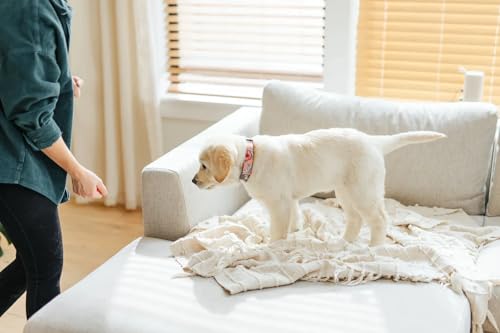 Floral Dog Collar with Personalized Laser Engraving