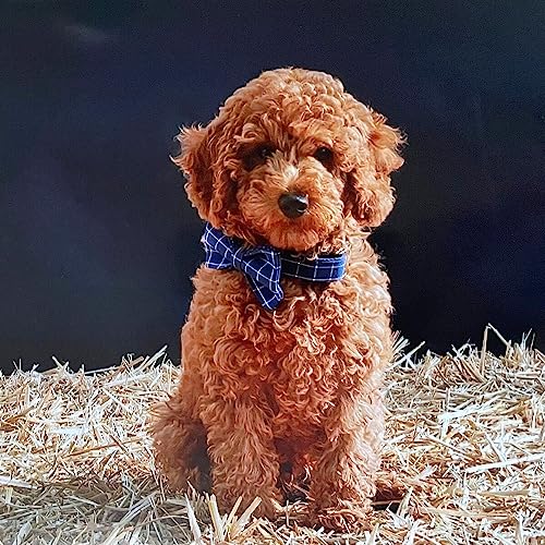 Personalized Plaid Dog Collar with Metal Buckle