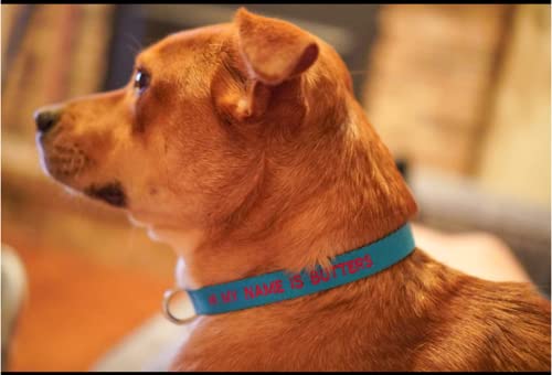 Blue FlowerTown Personalized Dog Collar with Embroidered Name