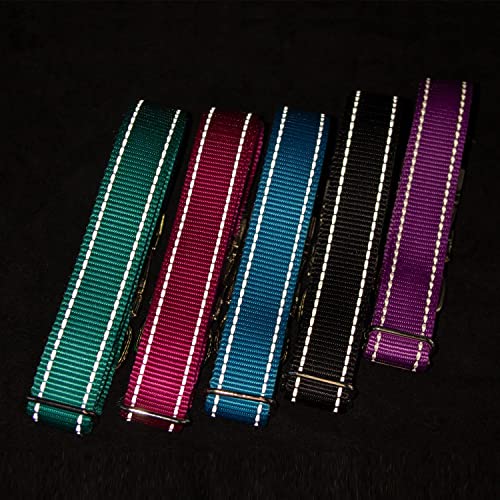 Personalized Reflective Dog Collar with Name & Contact Info