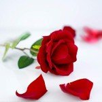 Elegant Rose Ring Box with LED Light