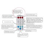 Full Color Laser DJ Lights with 1900 Patterns