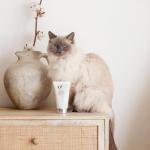 Green People Age Defy+ Hydrating Cream Cleanser