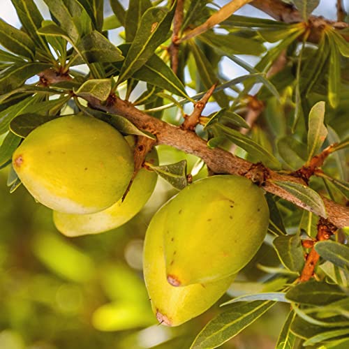 Argan Oil from Morocco - Multi-Purpose 450ml